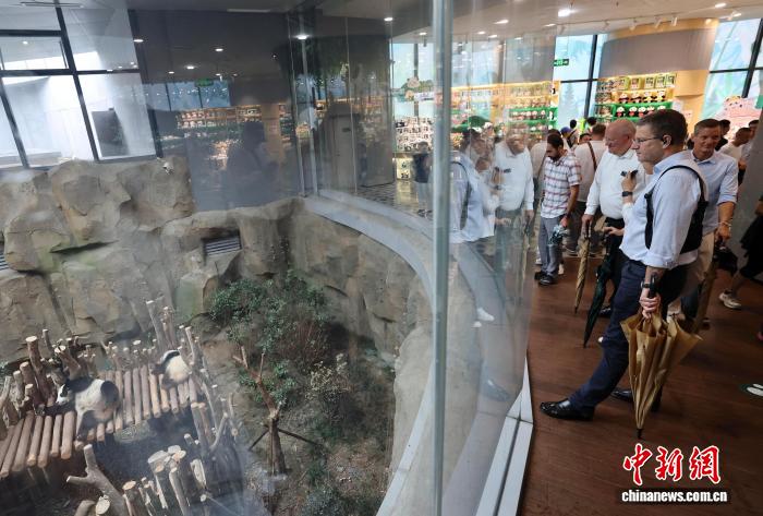 大熊猫的故 大熊猫的故