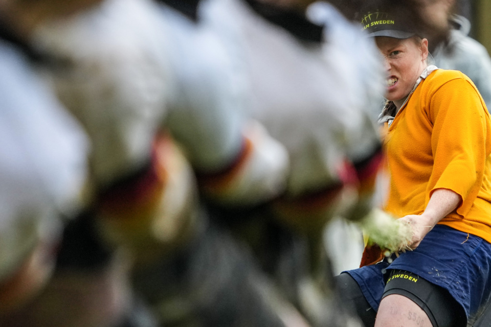 iae, 瑞典队队员 iae, 瑞典队队员